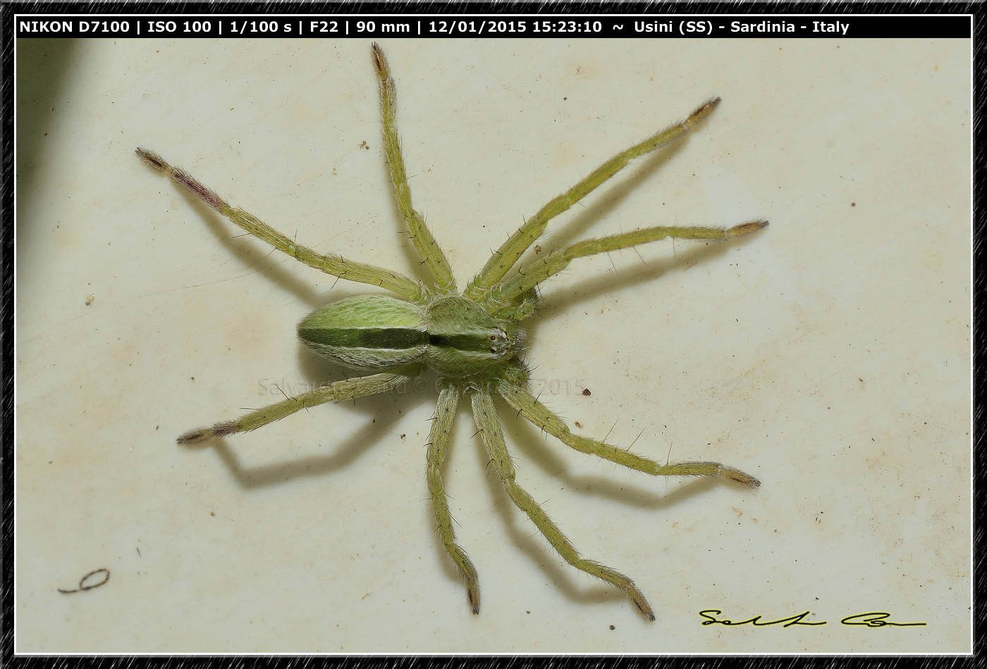 Micrommata ligurina - Ittiri (SS)